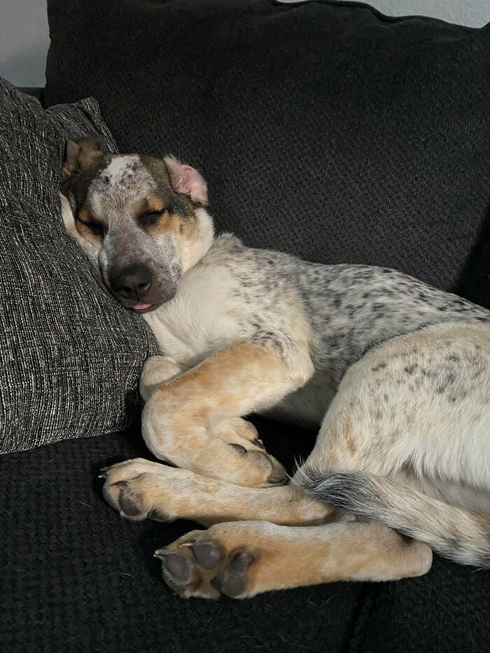 Hello From My New Rescue Pup, Pepper!