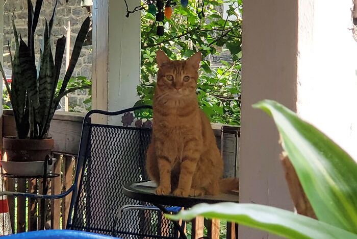 Mr. Bojangles' (Bo) Silent Judgement For Not Stopping What I Was Doing To Attend To His Needs