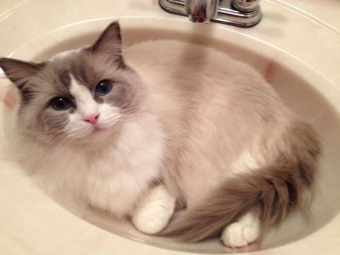Meet My Mom's Beautiful Ragdoll Cat, Zoey