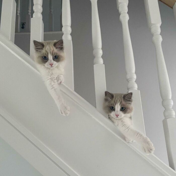 Put Your Paw In The Air Like You Just Don’t Care