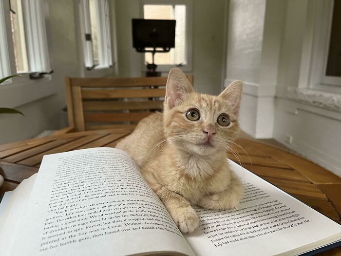 Miss Moira Rose, My Little Reader