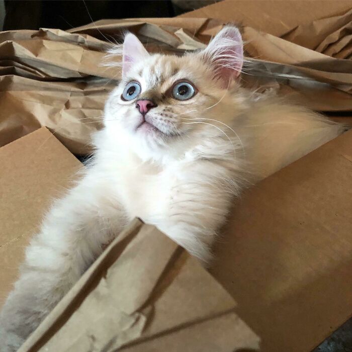 Amazed white cat in papers