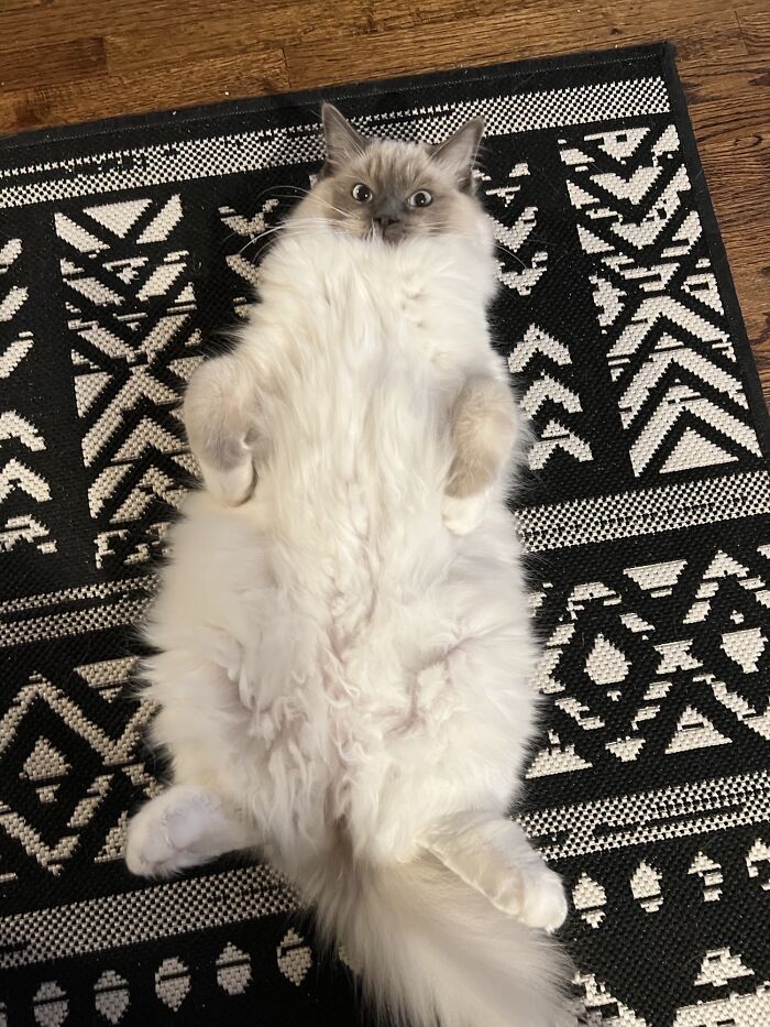 Do All Your Ragies Lay Like This? What A Goof