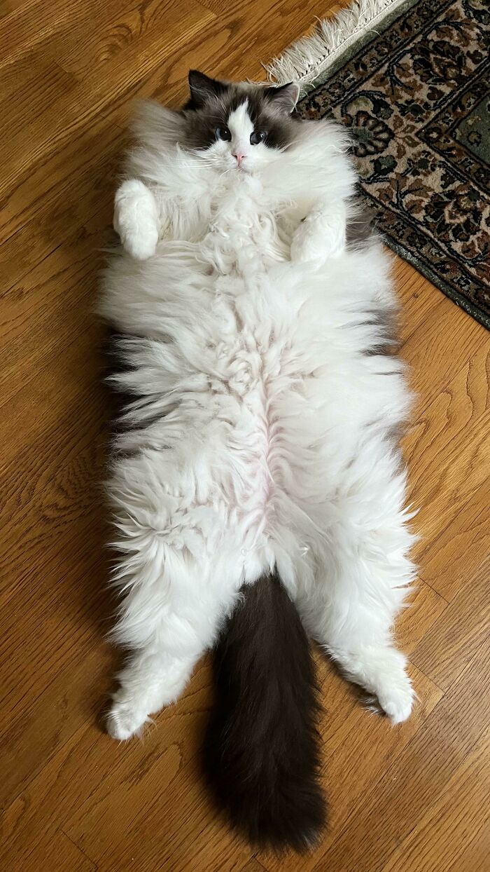 Say Hi To Otis, A 20lb Ragdoll