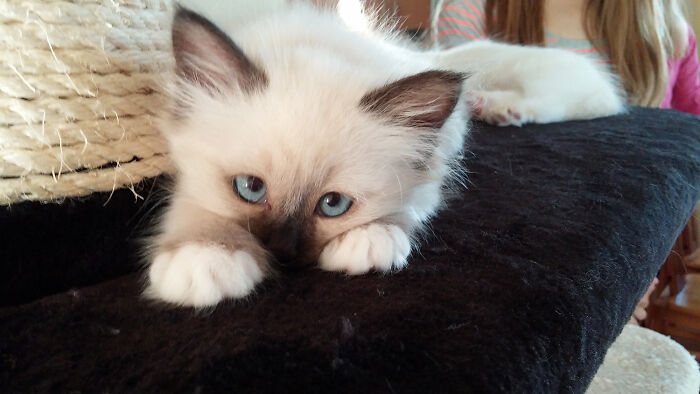 Ragdoll kitten lying down