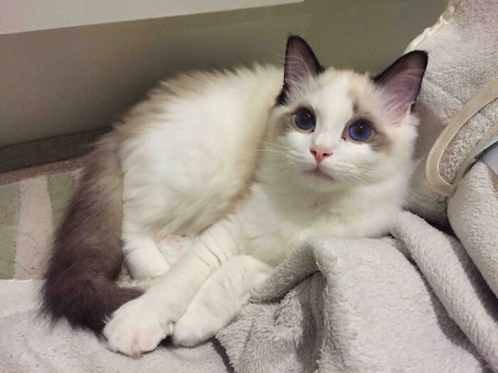 My 8 Month Old Ragdoll