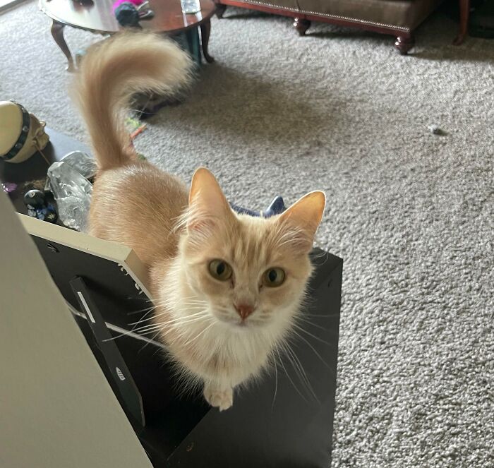 Here’s My 7lbs Buff Baby, Peaches. She Likes To Play Fetch, Cuddle, And Flex Her Death Blades