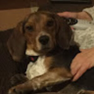 allisonlennon avatar