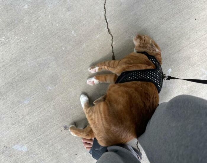 When The Floof Doesn't Want To Walk She Plops