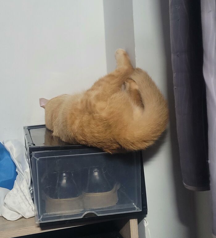 He Doesn't Want To Accept That He's Too Big For The Box