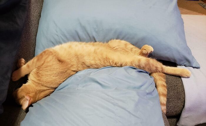 Leo Had A Busy Night Playing With His Mousies