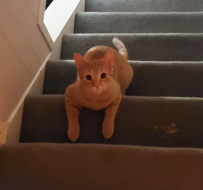 My Creamy Orange Boy Tuco Salameownka Feeling Frisky