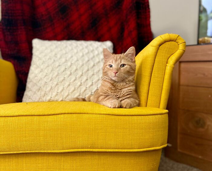 He Knows He’s Majestic