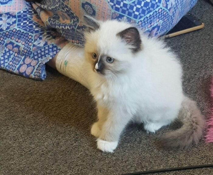 My Wife And I Have Been Waiting A Year Or So To Find A Kitten For Our New House