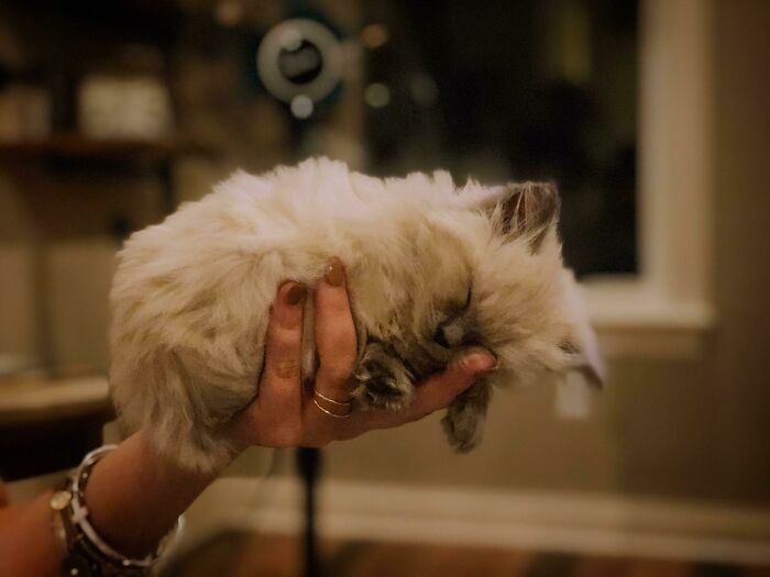 My New Sweet Baby Ragdoll Kitty