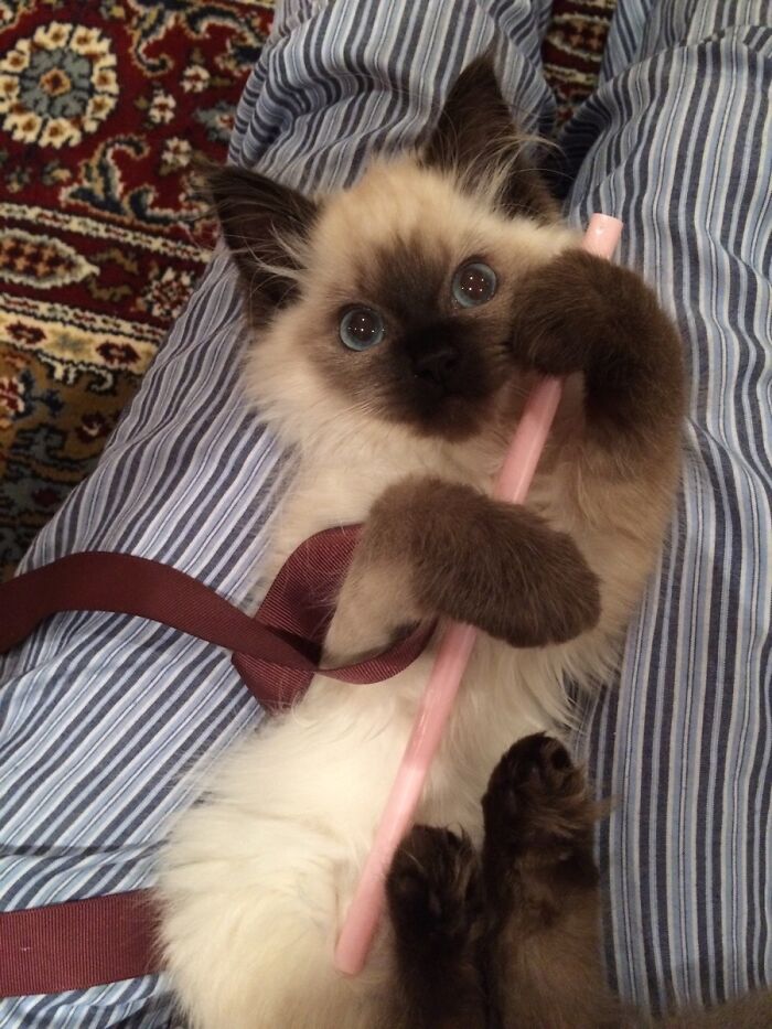 Meet Lola, The Sassiest Ragdoll Around