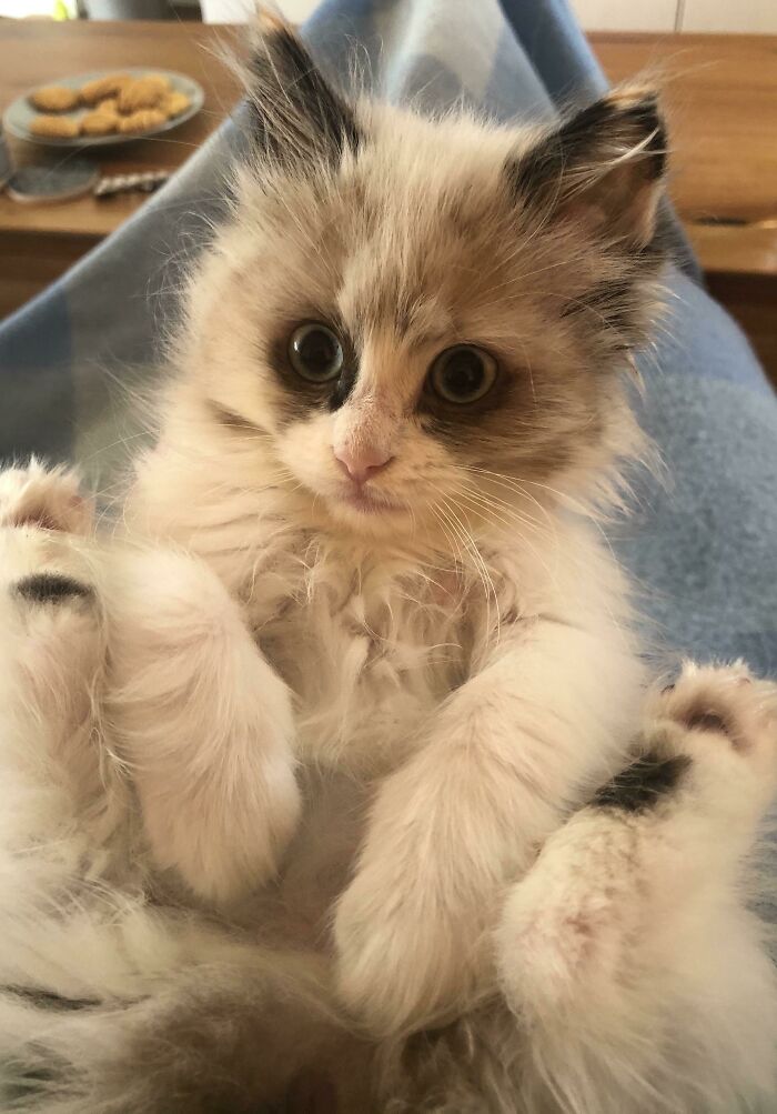 Meet My Ragdoll. Has Gotten Me Through Some Tough Times Lately