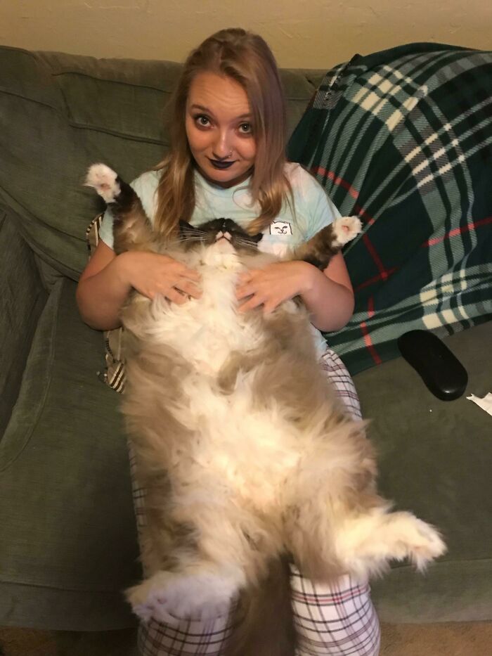 Our Ragdoll... 25lb Brat Lol