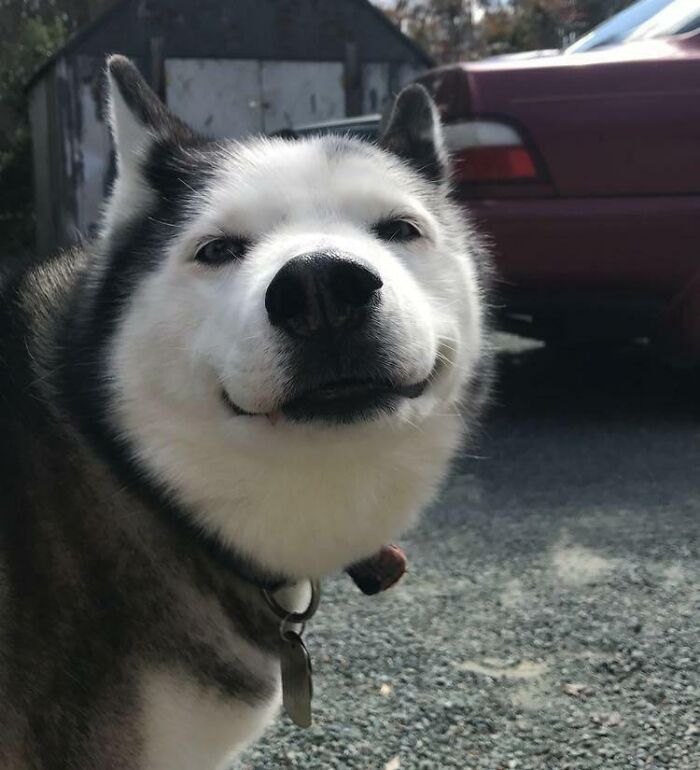 Big Smile From A Big Hearted Dog, 13 Years Old