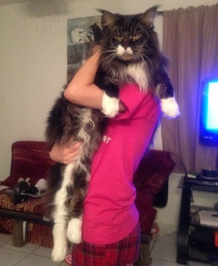 Zahzu The Maine Coon