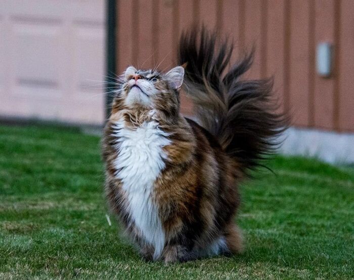 Maine C**n cat with fluffy tail looking upwards while sitting on grass in front of a wooden structure.
