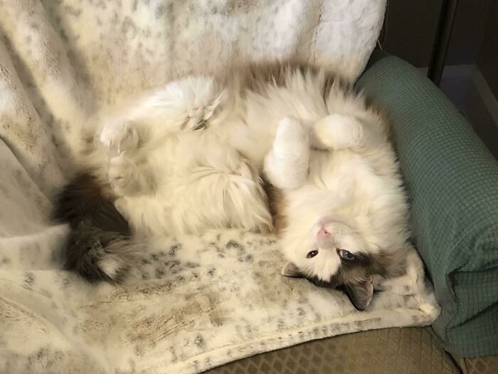 Cat relaxing on sofa