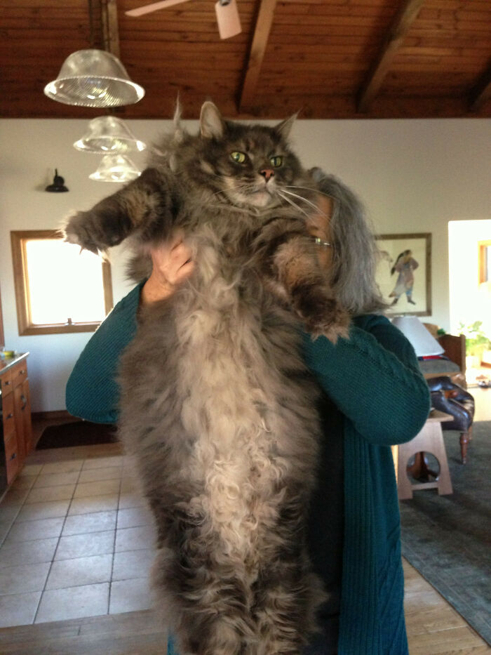 A large Maine C**n cat with fluffy fur being held up in a cozy home setting.
