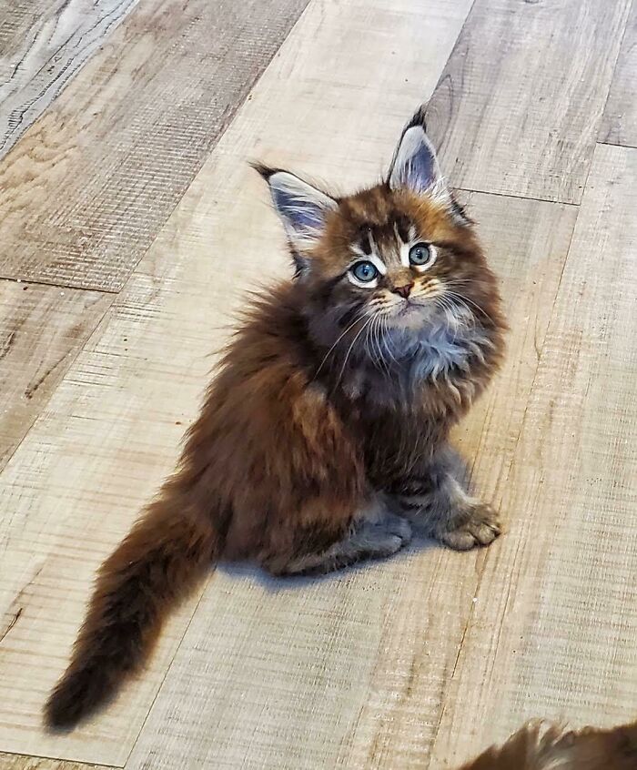 El nuevo gatito Maine Coon de mi hermana es absolutamente adorable