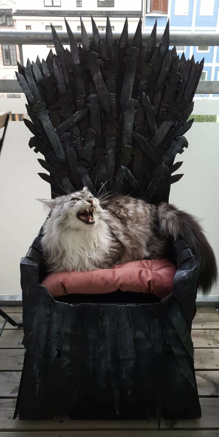  Hice un trono de hierro para mi Maine Coon. ¡Se metió de lleno en el papel!