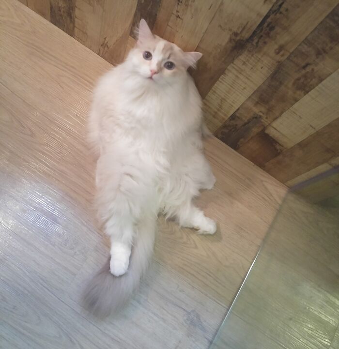 Cat relaxing on floor