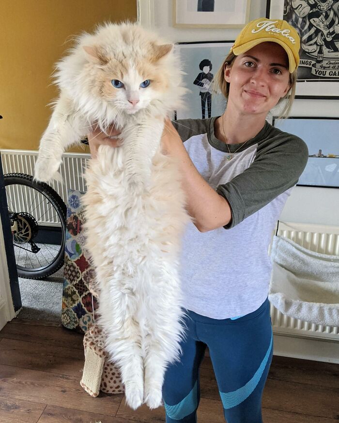 Big Ol' Ragdoll