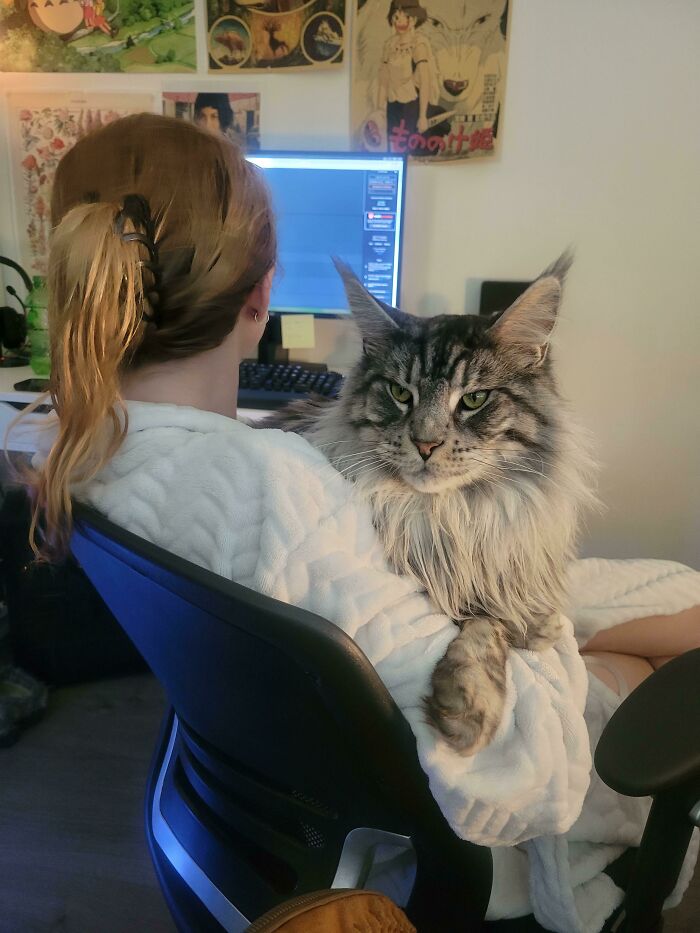 Mi Maine Coon comparado con mi novia que mide 1,65 m.