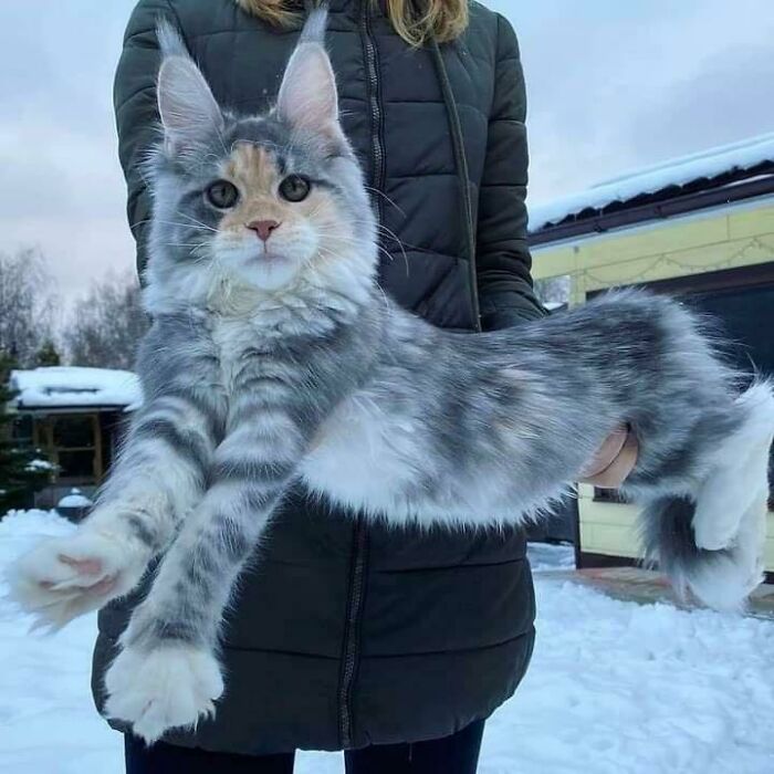 Un majestuoso Maine Coon