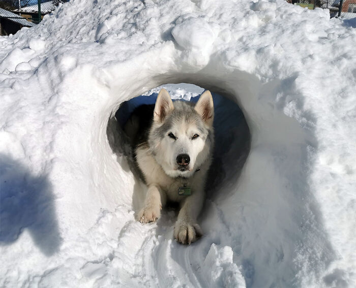 Lost My Husky/Mal Yesterday. He Was Not Quite 12. He Was My Rock, It's Hard To Imagine Life Without Him