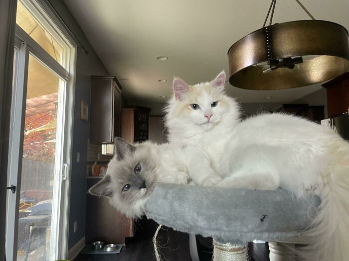 Two cats on a cat tree
