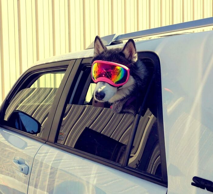 Husky I Recently Parked Next To In Colorado At A Dispensary