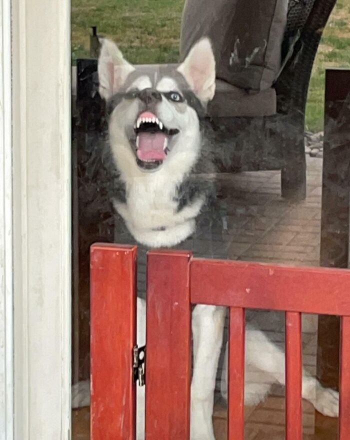Funny Siberian Husky