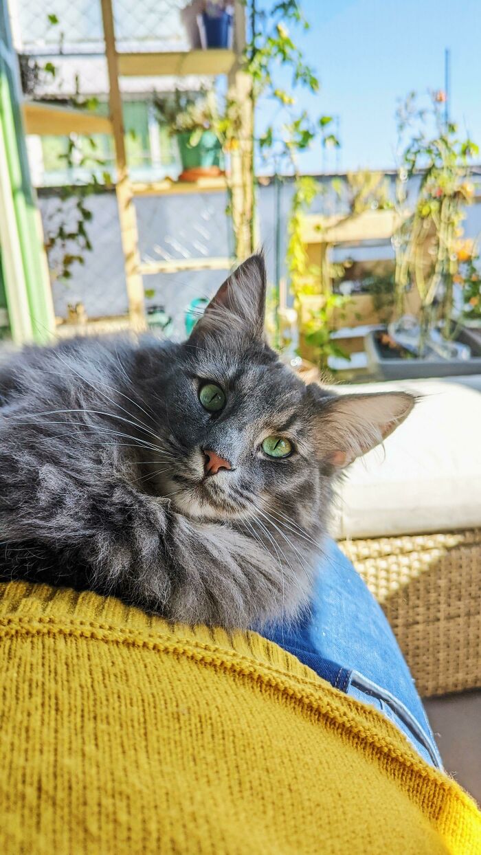 My Self-Taught Therapy Cat, Hamish