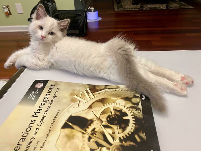 Young ragdoll cat lying down-posing on the table