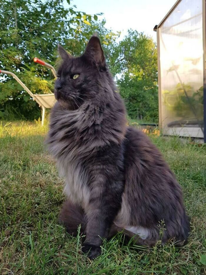 Este es Dusty, el Maine Coon de 3 patas de mi novia