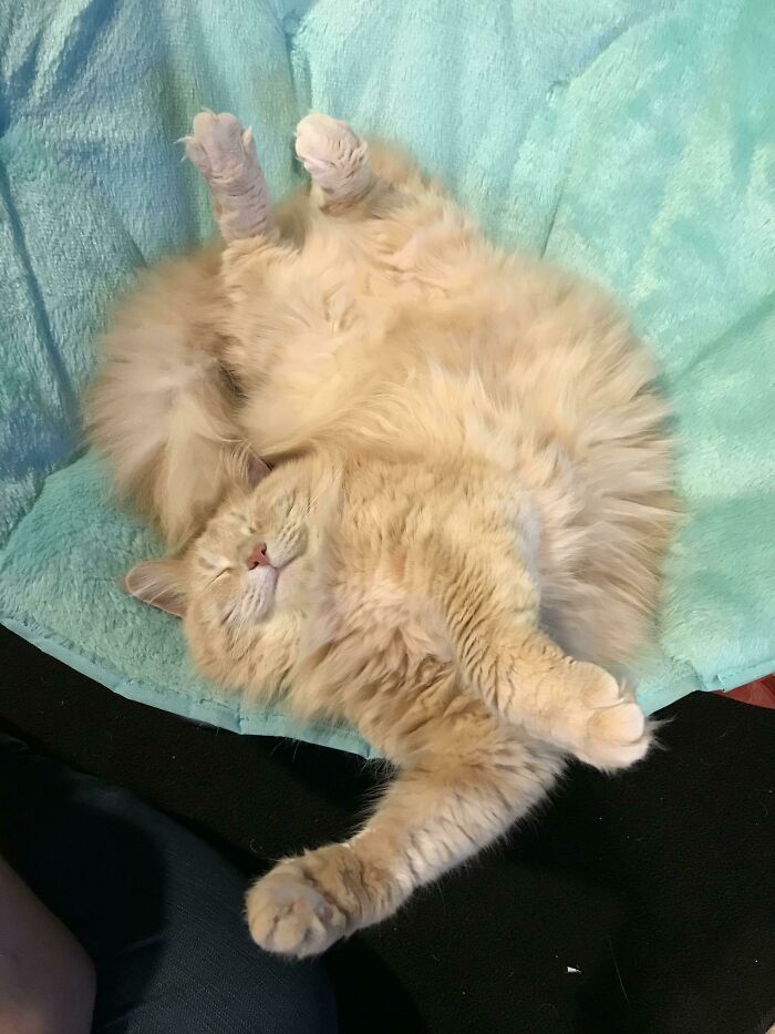 ¡Esta es Princesa! Es una Maine Coon y le encanta retorcerse. Su sonrisa es también 10/10