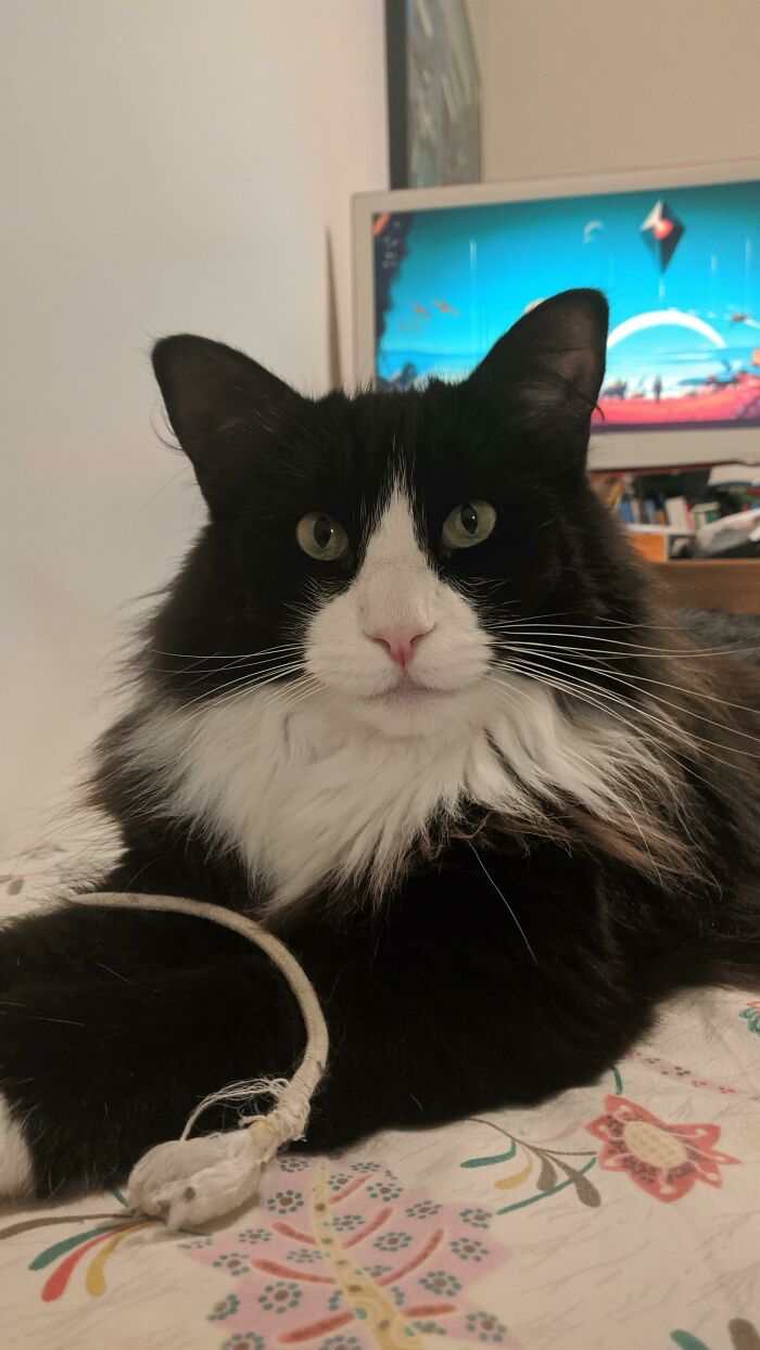 Breeder Said The First Letter Of His Name Had To Be C. Meet Catto!