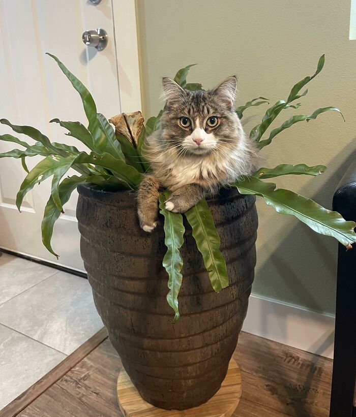 Norwegian Fern Cat