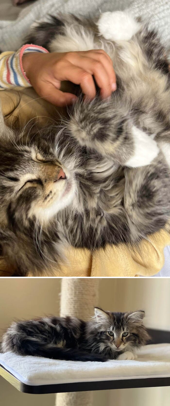 New Kitten Fernando 13 Weeks Old. He Is Very Naughty And Mischievous