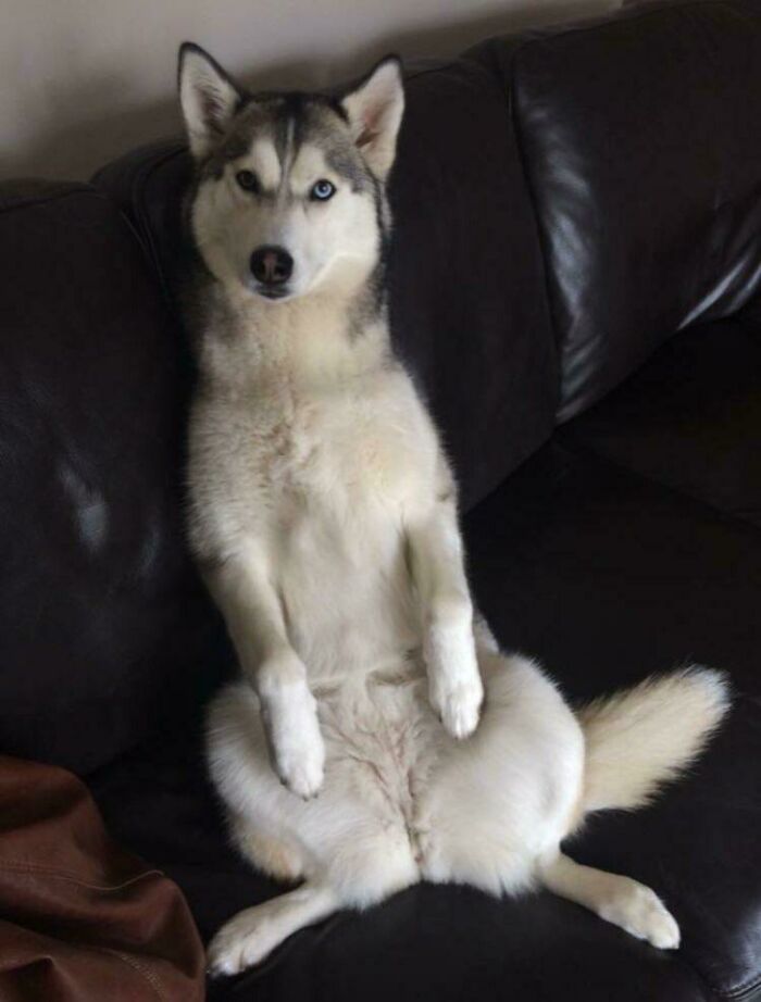 My Husky Likes To Sit Like A Human