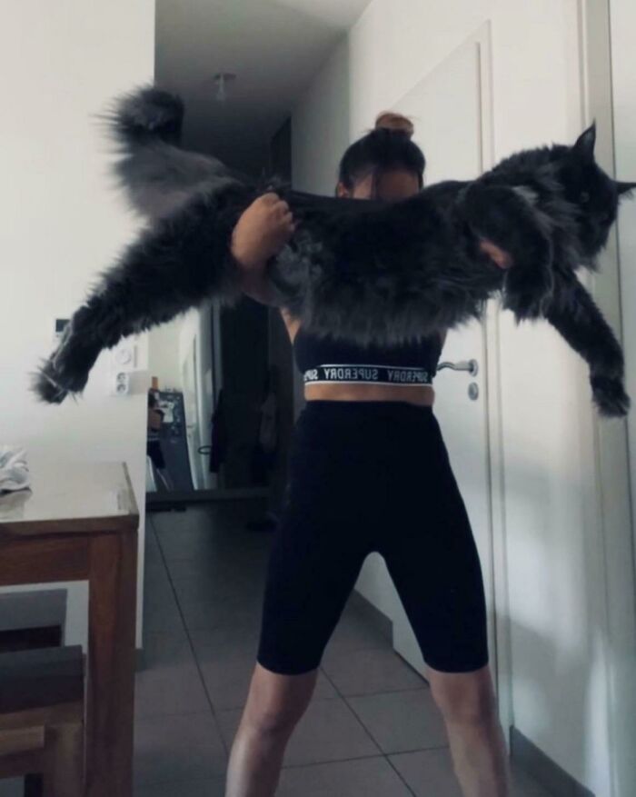 ¿Y esto? Oh, sólo un Maine Coon de 15 kilos