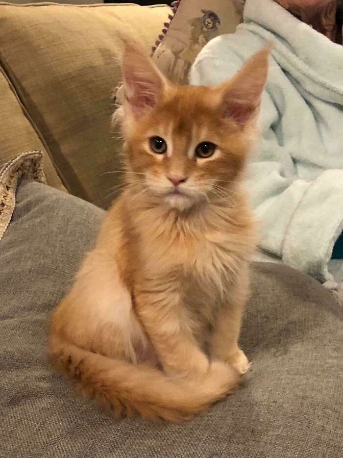 Young Maine C**n cat sitting on a sofa, showcasing its fluffy fur and large ears.