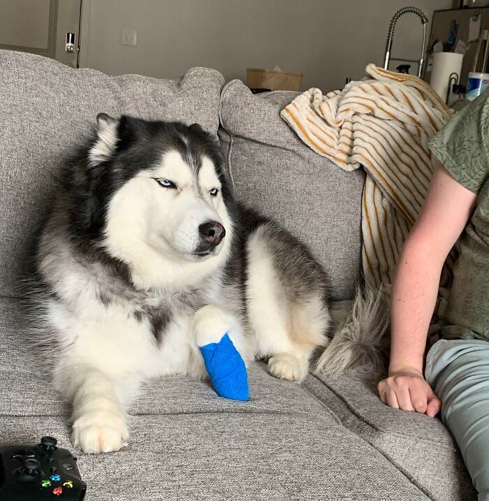 She Keeps Licking Her Injured Paw. So We Wrapped It. Never Seen Her So Pissed