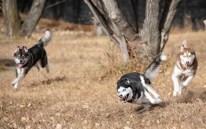 Guinness (Back Left), Luna (Front), Loki (Back Right)