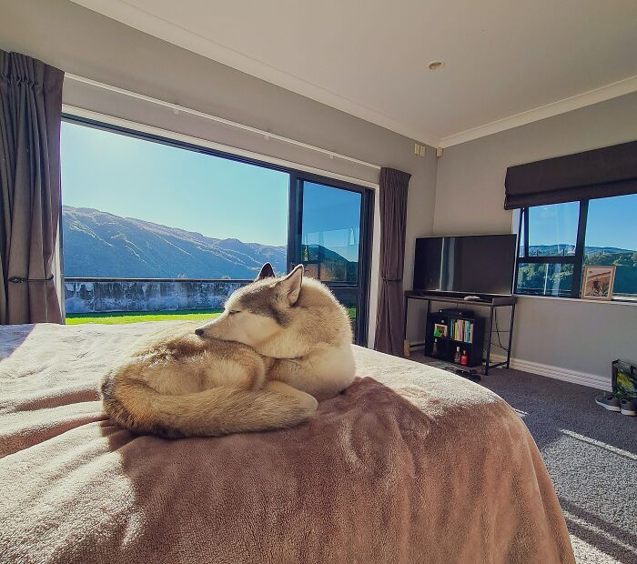 Had This Girl For Six Years. After Moving From Home To Home, We Have Now Bought Our Own Forever Home. Do You Think She Likes It?